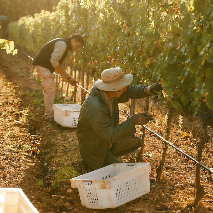 DREIGEBRÜDER Crianza Tinto 2021